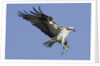 Osprey landing with fish in it's talons by Anonymous