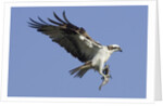 Osprey landing with fish in it's talons by Anonymous