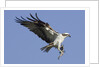 Osprey landing with fish in it's talons by Anonymous