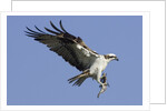 Osprey landing with fish in it's talons by Anonymous
