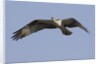 Osprey in flight by Anonymous