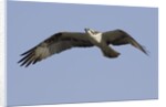 Osprey in flight by Anonymous