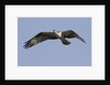 Osprey in flight by Anonymous