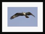 Osprey in flight by Anonymous