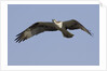 Osprey in flight by Anonymous