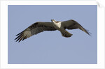 Osprey in flight by Anonymous
