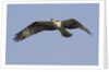 Osprey in flight by Anonymous