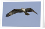 Osprey in flight by Anonymous