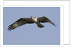 Osprey in flight by Anonymous