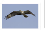 Osprey in flight by Anonymous