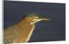 Green Heron closeup by Anonymous
