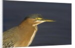 Green Heron closeup by Anonymous