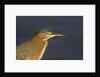 Green Heron closeup by Anonymous
