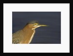 Green Heron closeup by Anonymous