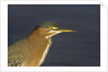 Green Heron closeup by Anonymous