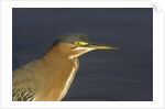 Green Heron closeup by Anonymous