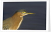 Green Heron closeup by Anonymous