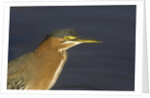 Green Heron closeup by Anonymous