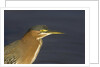 Green Heron closeup by Anonymous