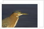 Green Heron closeup by Anonymous