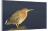 Green Heron by Anonymous