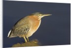 Green Heron by Anonymous