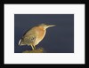 Green Heron by Anonymous