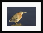 Green Heron by Anonymous