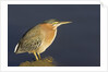Green Heron by Anonymous