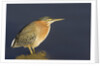Green Heron by Anonymous