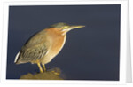 Green Heron by Anonymous