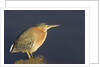 Green Heron by Anonymous