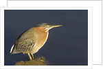 Green Heron by Anonymous