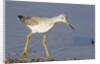 Greater Yellowlegs by Anonymous