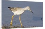 Greater Yellowlegs by Anonymous