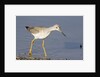 Greater Yellowlegs by Anonymous