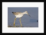 Greater Yellowlegs by Anonymous