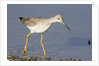 Greater Yellowlegs by Anonymous