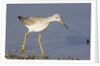 Greater Yellowlegs by Anonymous