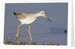 Greater Yellowlegs by Anonymous