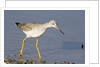 Greater Yellowlegs by Anonymous