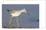 Greater Yellowlegs by Anonymous