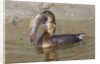 Pied-Billed Grebe tries to swallow a fish by Anonymous