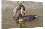 Pied-Billed Grebe tries to swallow a fish by Anonymous