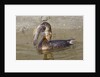 Pied-Billed Grebe tries to swallow a fish by Anonymous