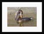 Pied-Billed Grebe tries to swallow a fish by Anonymous