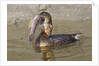 Pied-Billed Grebe tries to swallow a fish by Anonymous