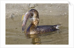 Pied-Billed Grebe tries to swallow a fish by Anonymous