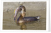 Pied-Billed Grebe tries to swallow a fish by Anonymous