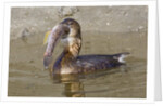 Pied-Billed Grebe tries to swallow a fish by Anonymous